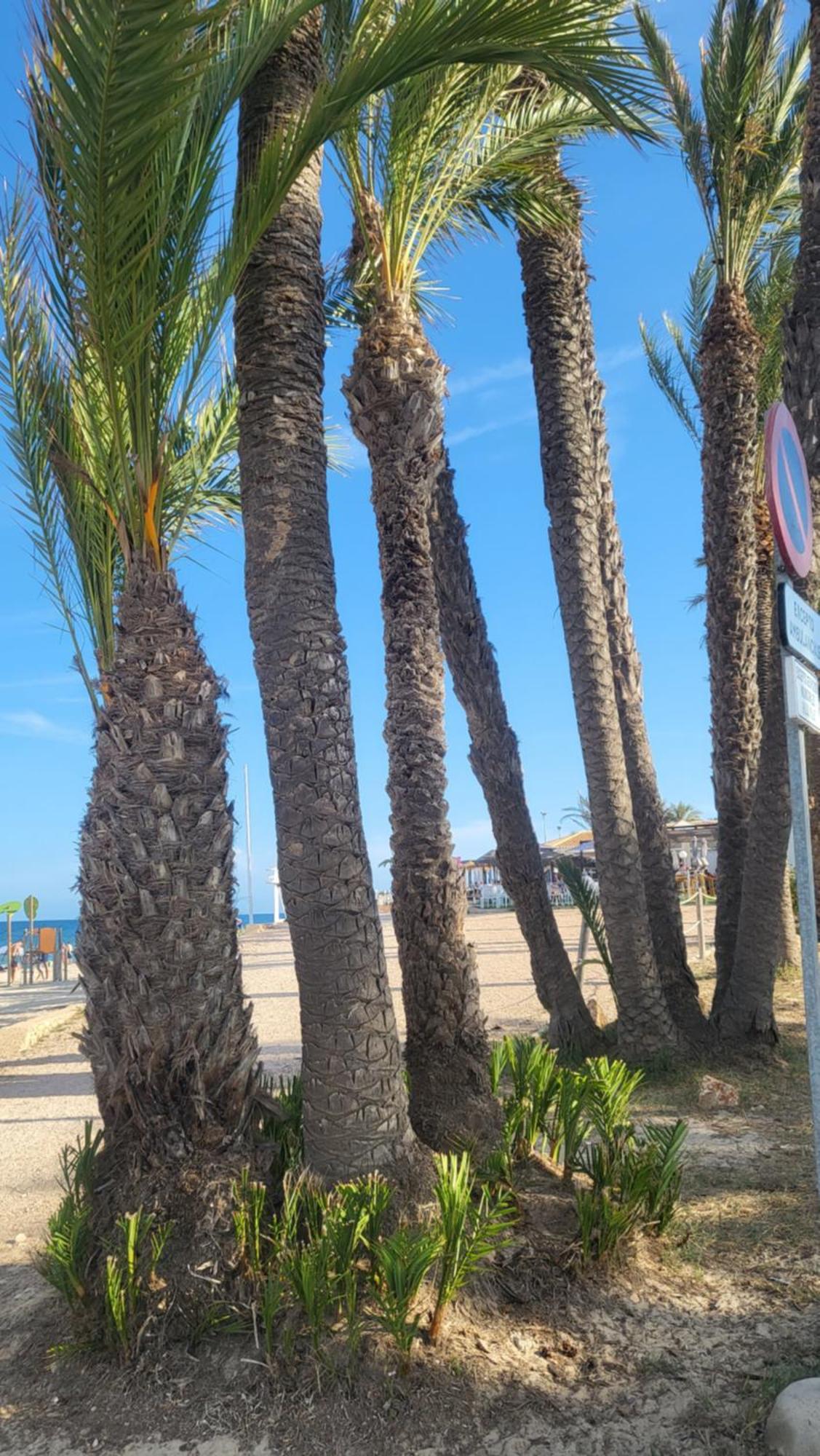 Apartamento Ines, Dehesa De Campoamor,900M From The Sea , Swimming Pool & Tennis Court エクステリア 写真